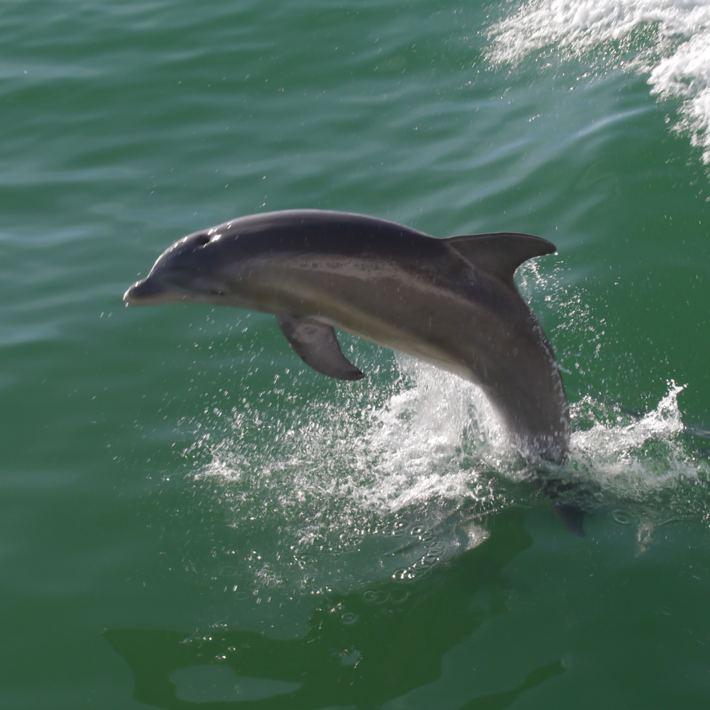 dolphin cruises captiva island