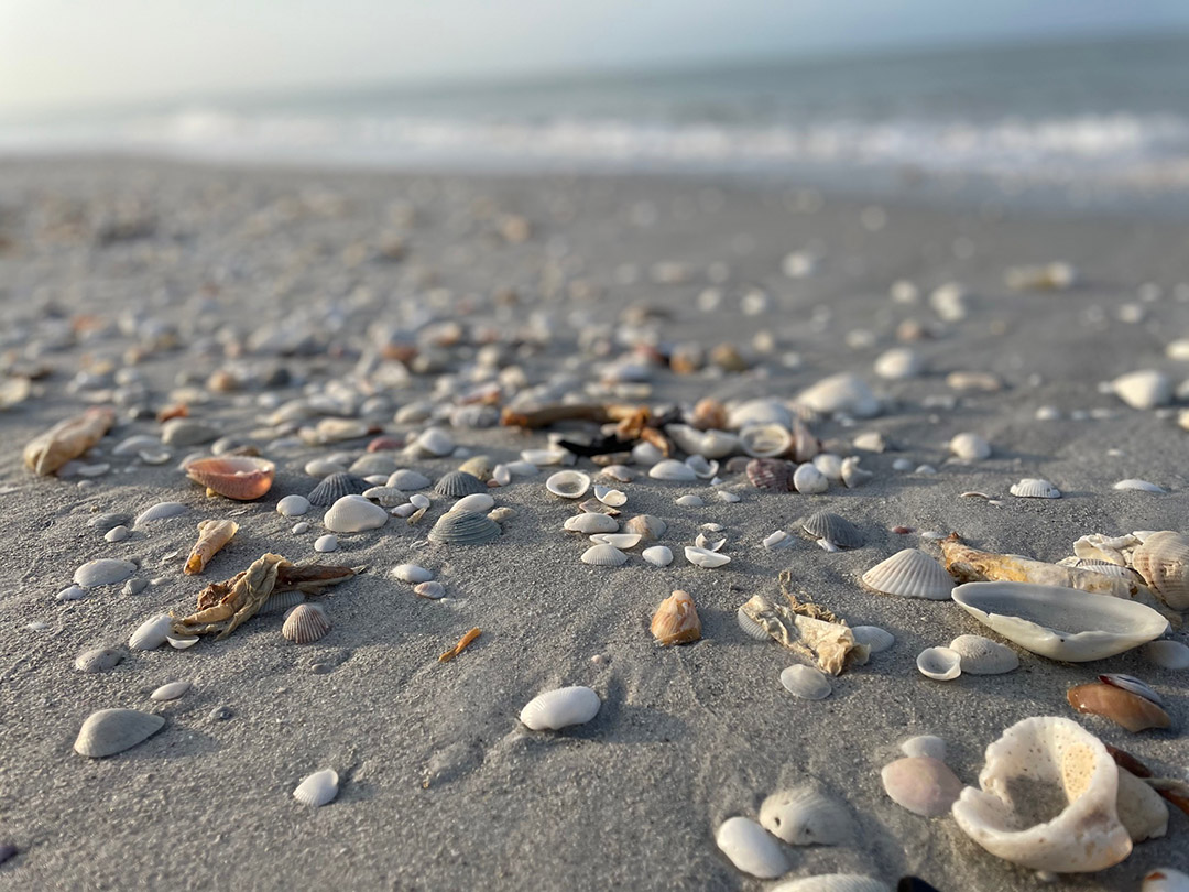 Differences Between Sanibel And Captiva Island - Capturing Captiva